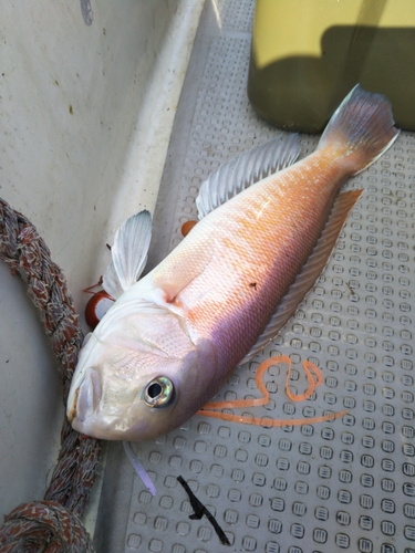 シロアマダイの釣果