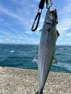 サゴシの釣果