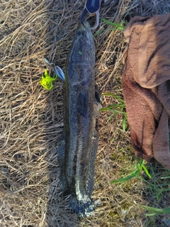 ライギョの釣果