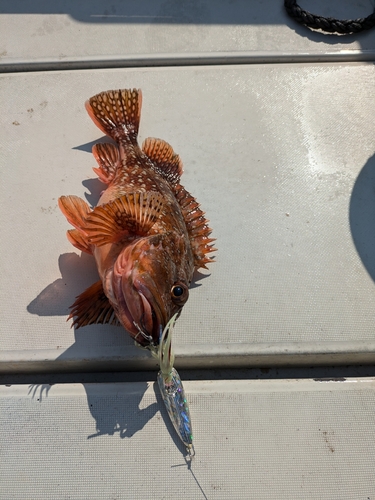 ウッカリカサゴの釣果