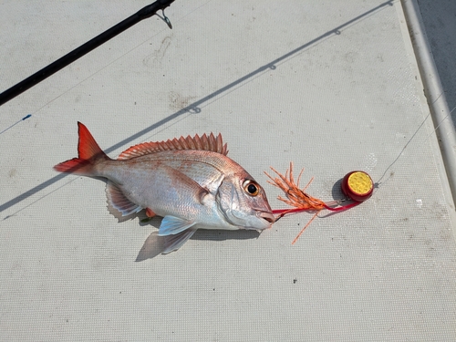 マダイの釣果