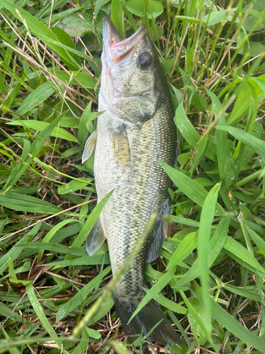 ラージマウスバスの釣果