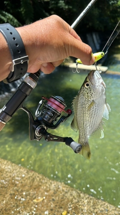 オオクチユゴイの釣果