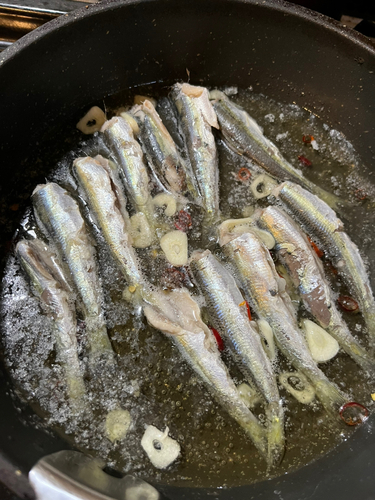 イワシの釣果