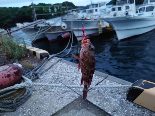 アラカブの釣果