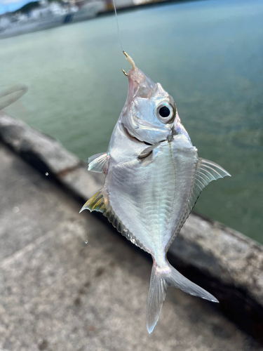 ヒイラギの釣果