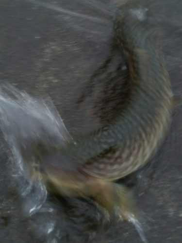 アメマスの釣果