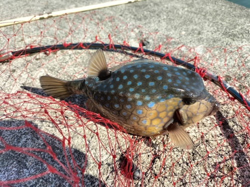 チョウチョウウオの釣果