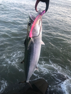 サゴシの釣果