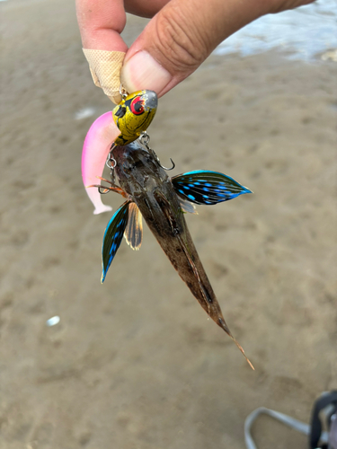 ホウボウの釣果