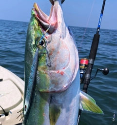 ブリの釣果