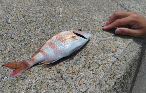 タイの釣果