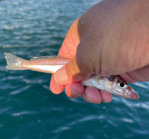 キスの釣果