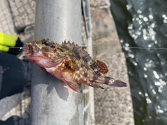 カサゴの釣果