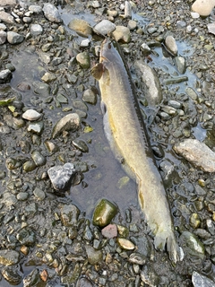 ニホンナマズの釣果