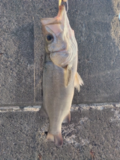 ヒラスズキの釣果