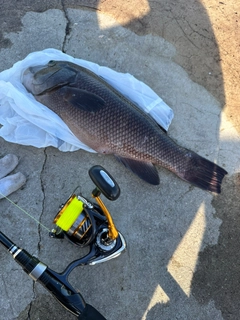 コブダイの釣果