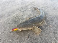 マゴチの釣果