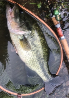 ラージマウスバスの釣果
