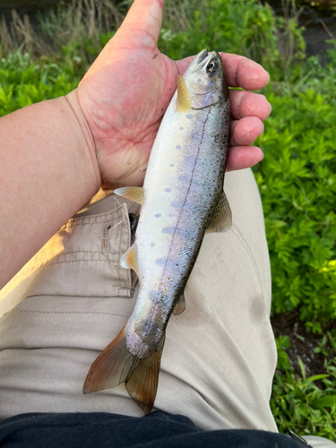 ヤマメの釣果