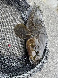 アイナメの釣果