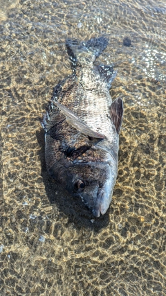 チヌの釣果