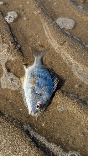 キビレの釣果