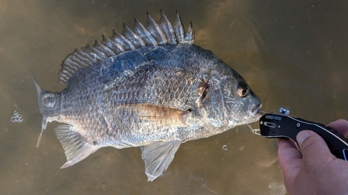 キビレの釣果