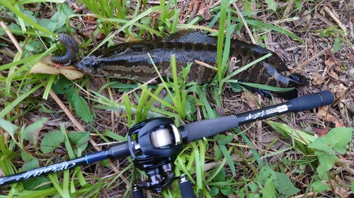 ライギョの釣果