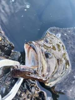 ヒラメの釣果