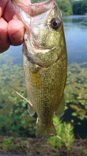 ラージマウスバスの釣果