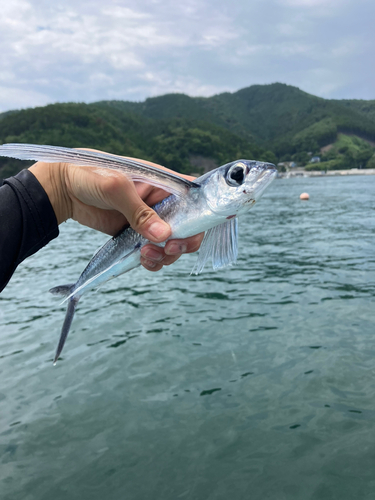 トビウオの釣果