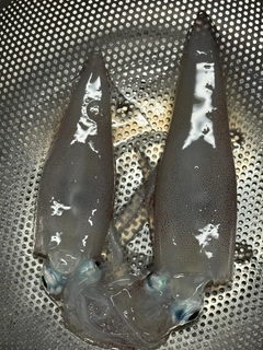 ケンサキイカの釣果