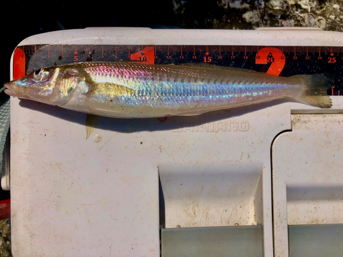 シロギスの釣果