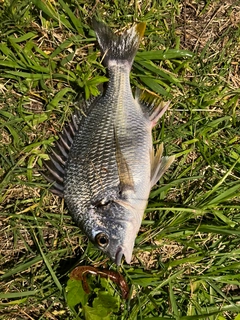 キビレの釣果