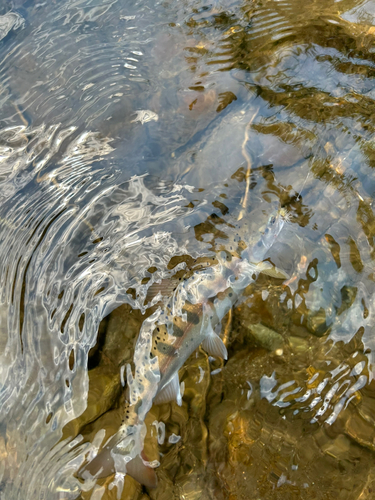 ヤマメの釣果