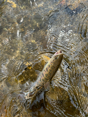 ヤマメの釣果