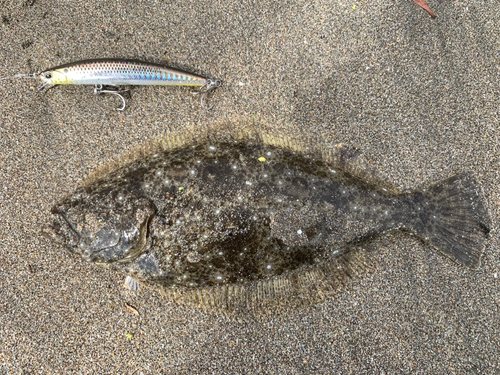 ソゲの釣果