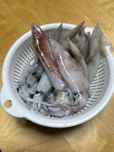 イカの釣果