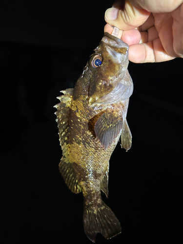 タケノコメバルの釣果