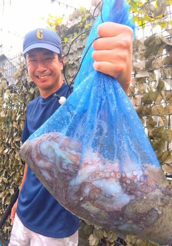 マダコの釣果