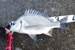 チヌの釣果