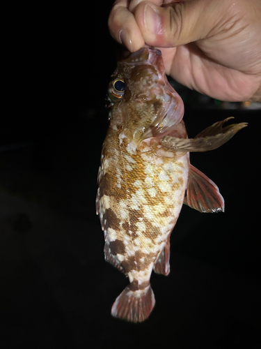 ガシラの釣果