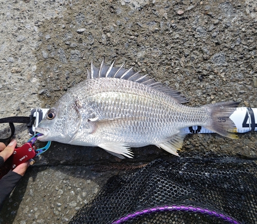 チヌの釣果