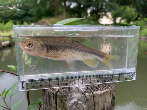 カワムツの釣果