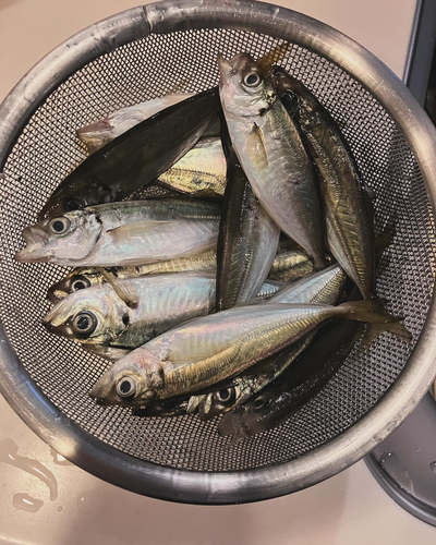 アジの釣果