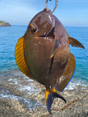 ニセカンランハギの釣果