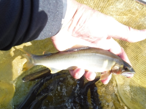 アユの釣果