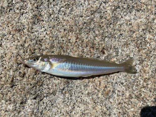 シロギスの釣果