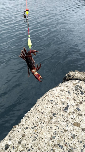 カニの釣果